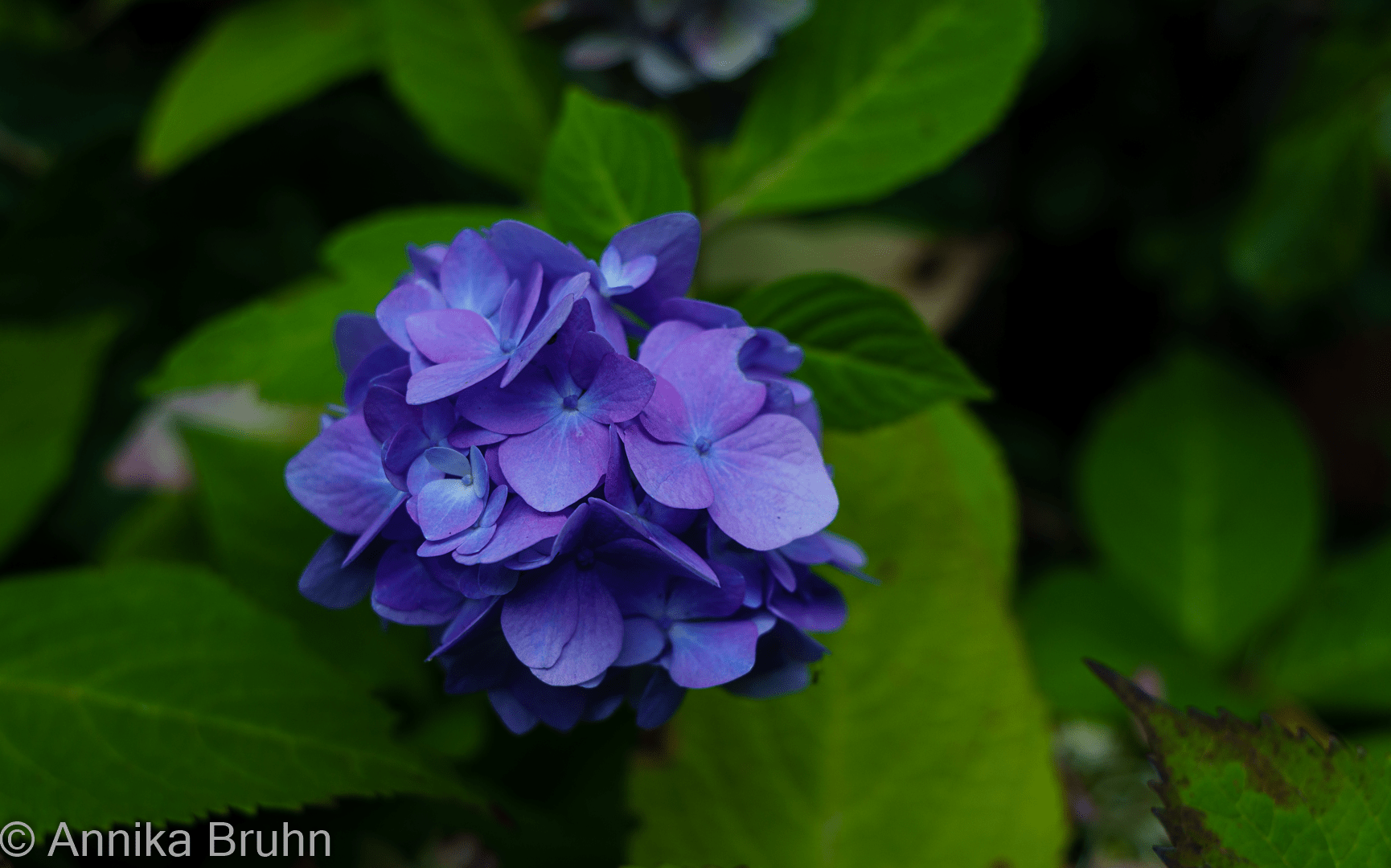 Hortensien Blüte